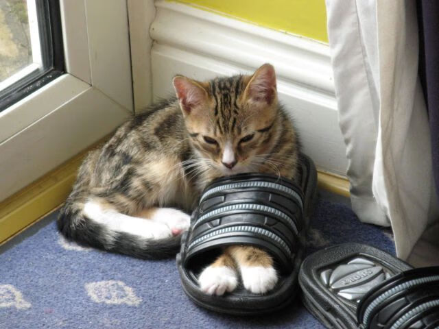 中超联赛官方APP新增多项互动功能，中超联赛软件下载