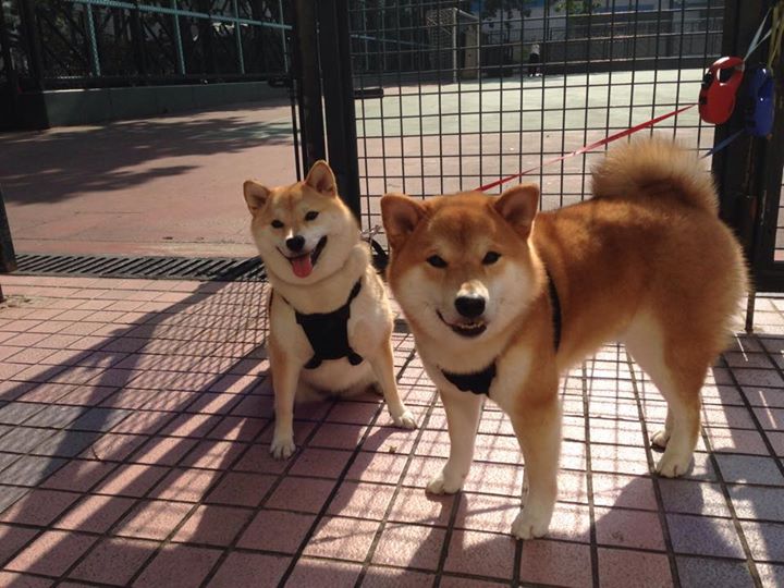 云端悬空秋千,悬挂在天空的运动奇观,秋千上的云