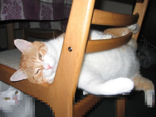 KAIYUNAPP-德甲：多支豪门补强中场，争夺奖杯的冠军阵容逐渐成型，德甲冠军奖盘