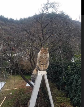 G联赛球队调整阵容适应赛程，g联赛是什么