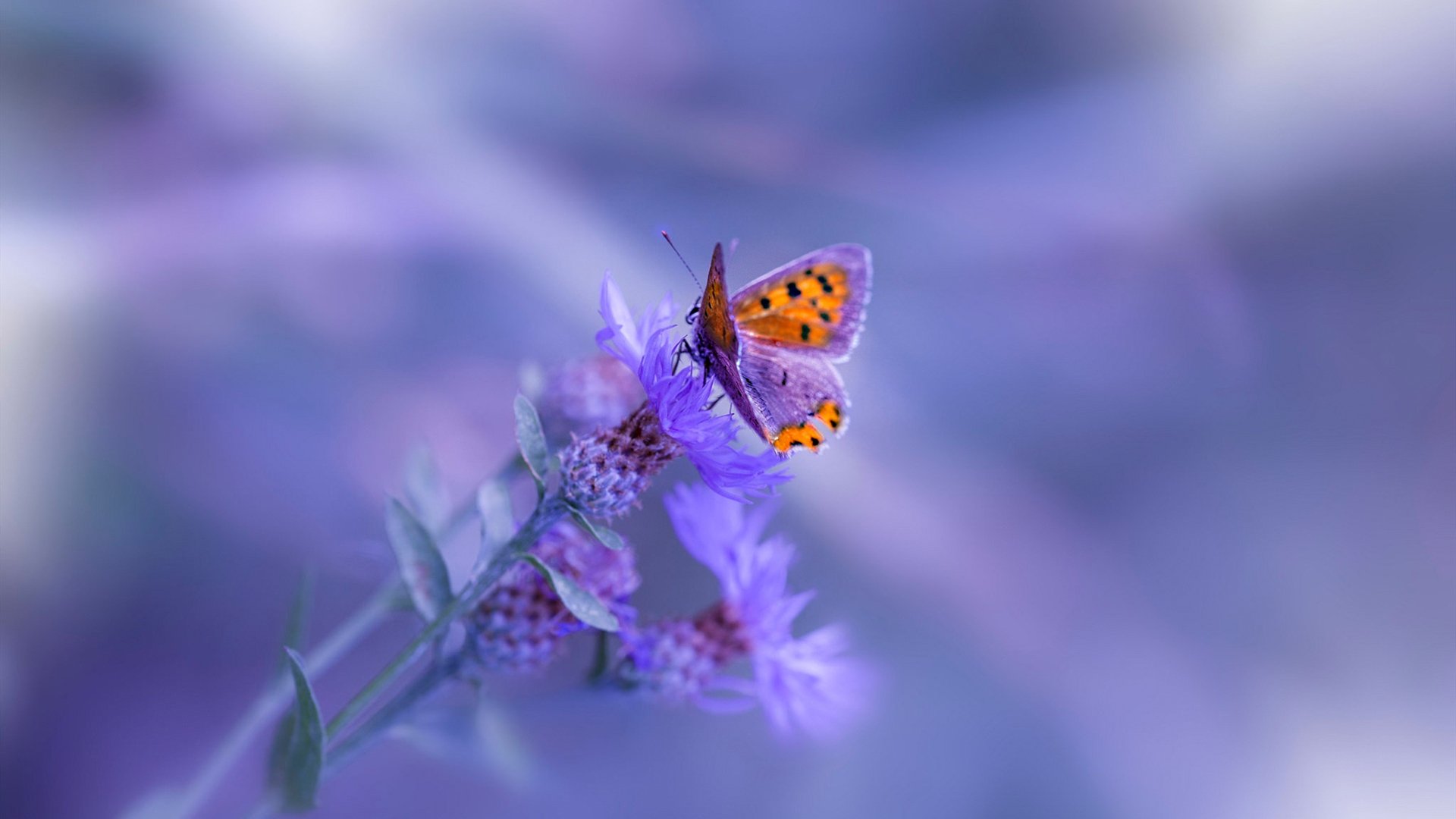 乌拉圭男足在巴黎奥运会上展示了高水平的比赛状态,乌拉圭足球拿过冠军吗