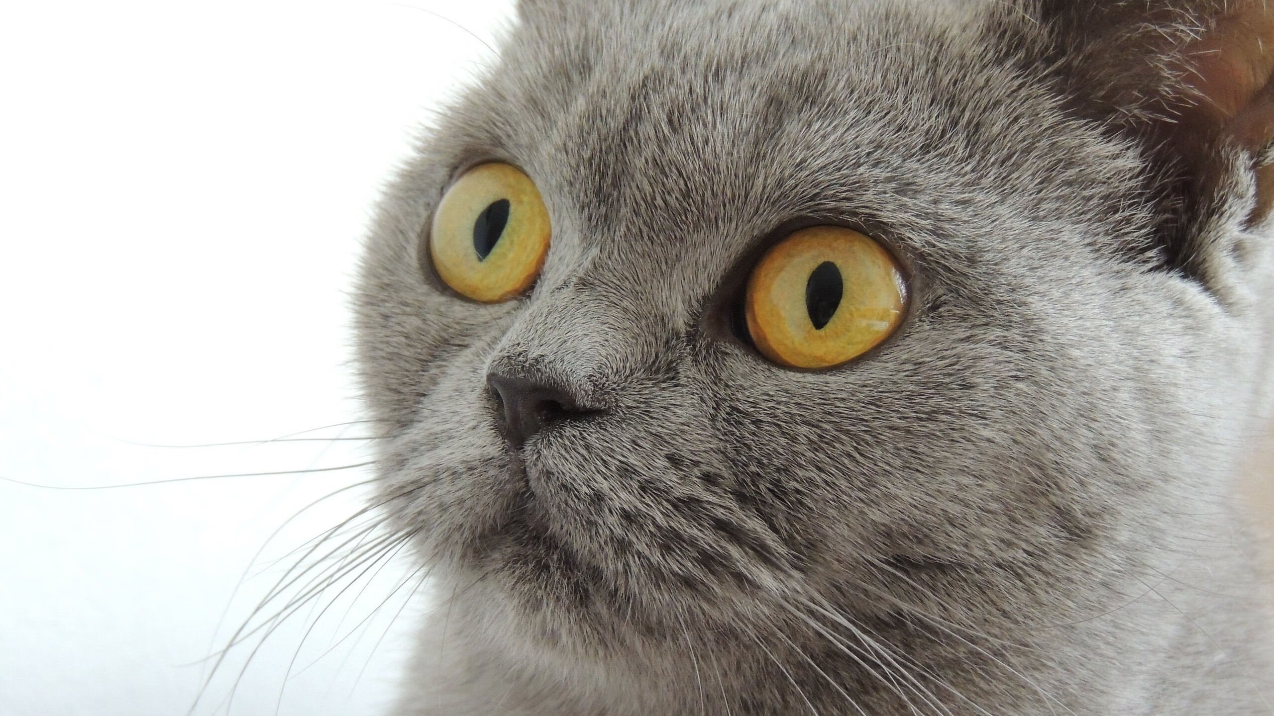 克罗地亚狂胜!瑞士队气数已尽,克罗地亚对瑞士u21