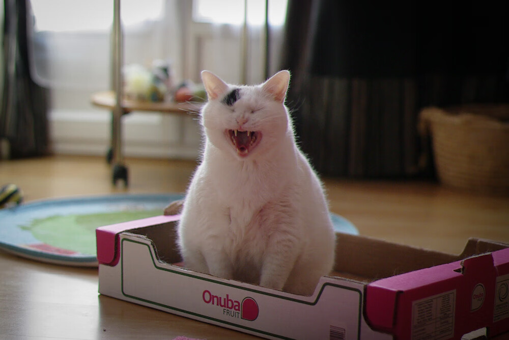 利兹联是否能在中下游稳固排名,利兹联ds